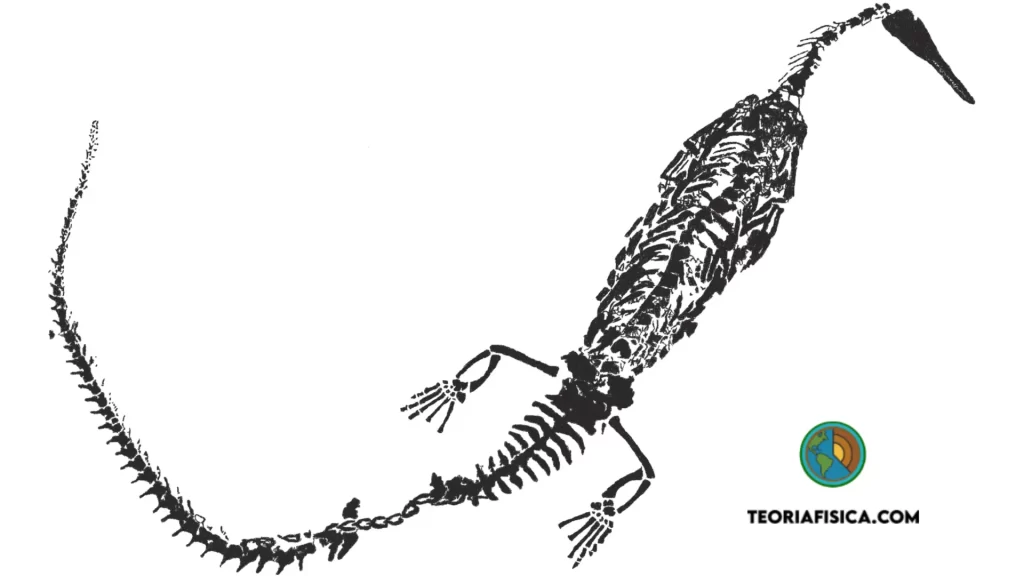 Fóssil de Mesossauro, evidência paleontológica usada por Alfred Wegener para comprovar a teoria da deriva continental.